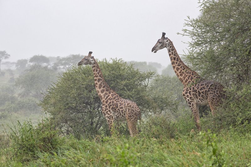 Giraffes in the Rain, Tarangire National Park, Tanzania | Tarangire National Park, Tanzania (IMG_8186.jpg)
