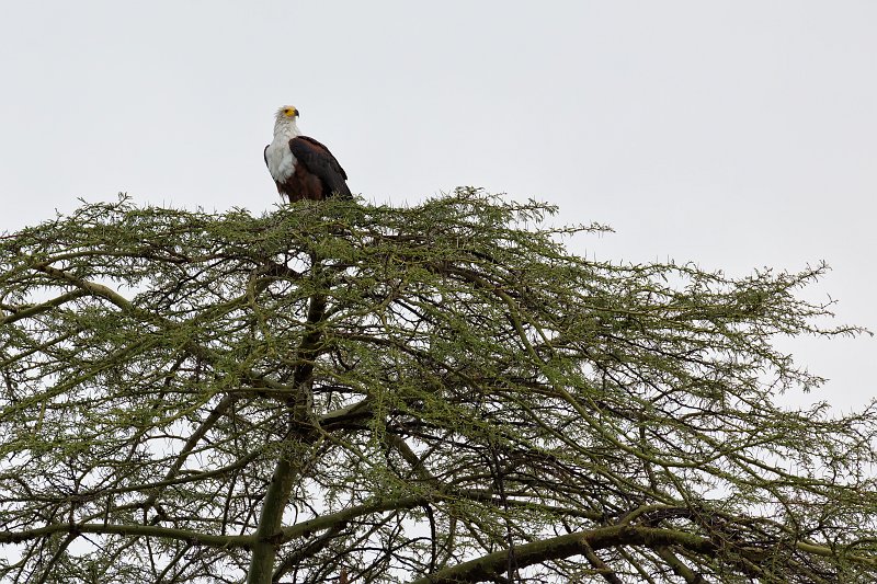 African Fish Eagle, Tarangire National Park, Tanzania | Tarangire National Park, Tanzania (IMG_8213.jpg)