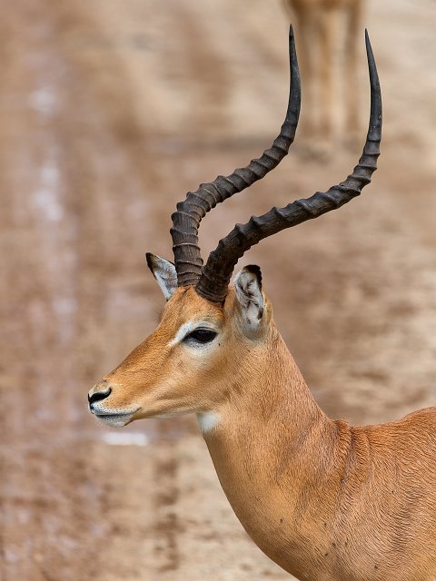 Close-up of a Male Impala, Tarangire National Park, Tanzania | Tarangire National Park, Tanzania (IMG_8237.jpg)