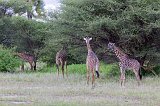 Masai Giraffes near Tarangire National Park, Tanzania