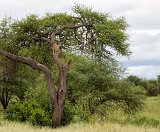 Female Tanzanian Cheetah on a  Tree, Tarangire National Park, Tanzania