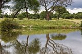 Trees and Reflections, Tarangire National Park, Tanzania