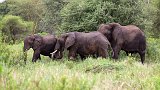 African Bush Elephants, Tarangire National Park, Tanzania