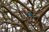 Lilac-Breasted Roller, Tarangire National Park, Tanzania
