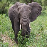 African Bush Elephant, Tarangire National Park, Tanzania
