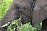 Close-up of an African Bush Elephant, Tarangire National Park, Tanzania