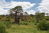 Typical landscape, Tarangire National Park, Tanzania