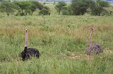 Two Masai Ostriches, Tarangire National Park, Tanzania