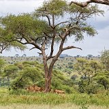 A Pride of Lions, Tarangire National Park, Tanzania