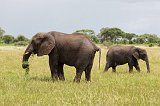 African Bush Elephants - Mother and Child, Tarangire National Park, Tanzania