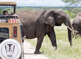 Elephants Crossing the Road, Tarangire National Park, Tanzania