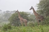 Giraffes in the Rain, Tarangire National Park, Tanzania
