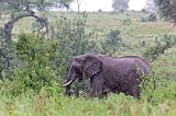 African Bush Elephant in the Rain, Tarangire National Park, Tanzania