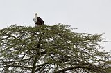 African Fish Eagle, Tarangire National Park, Tanzania