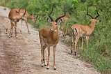 Impalas, Tarangire National Park, Tanzania
