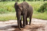 Young African Bush Elephant, Tarangire National Park, Tanzania