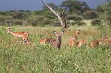 Ringed Waterbuck and Impalas, Tarangire National Park, Tanzania