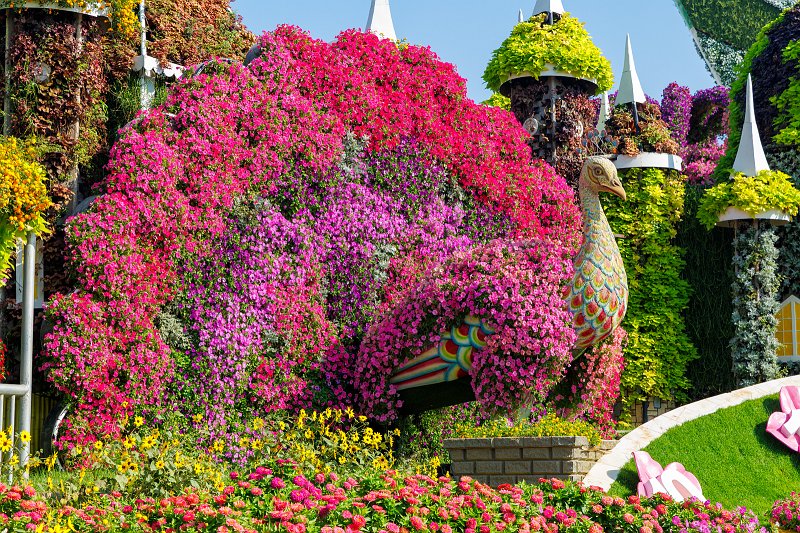 Dubai Miracle Garden, Dubai, UAE | Dubai Miracle Garden - Dubai, United Arab Emirates (UAE) (IMG_0403.jpg)