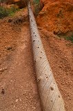Trunk of a Fallen Tree, Bryce Canyon National Park, Utah, USA