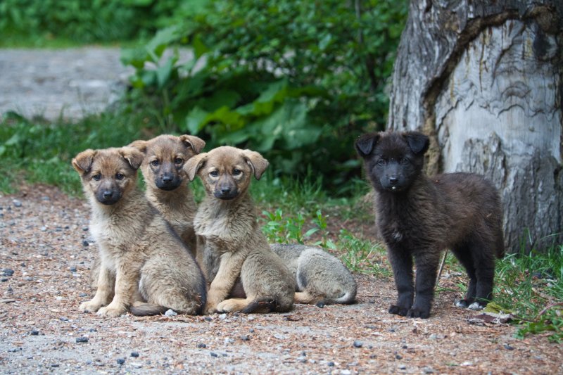Puppies in Sinaia (Prahova county) | Romanian Countryside (CO10-IMG_7823.jpg)