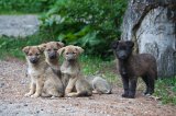 Puppies in Sinaia (Prahova county)