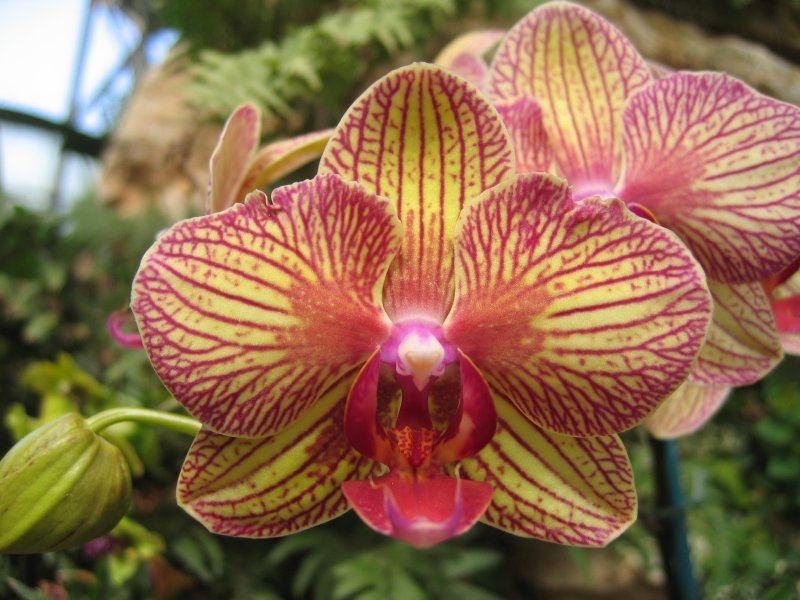 Orchid | Flowers (FL01-IMG_1001.JPG)