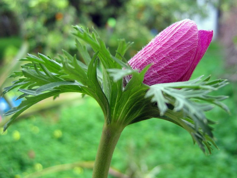 Anemone | Flowers (FL02-IMG_8782_f.jpg)