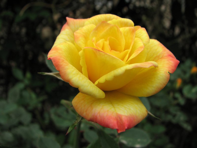 Rose | Flowers (FL03-IMG_3541_f.jpg)