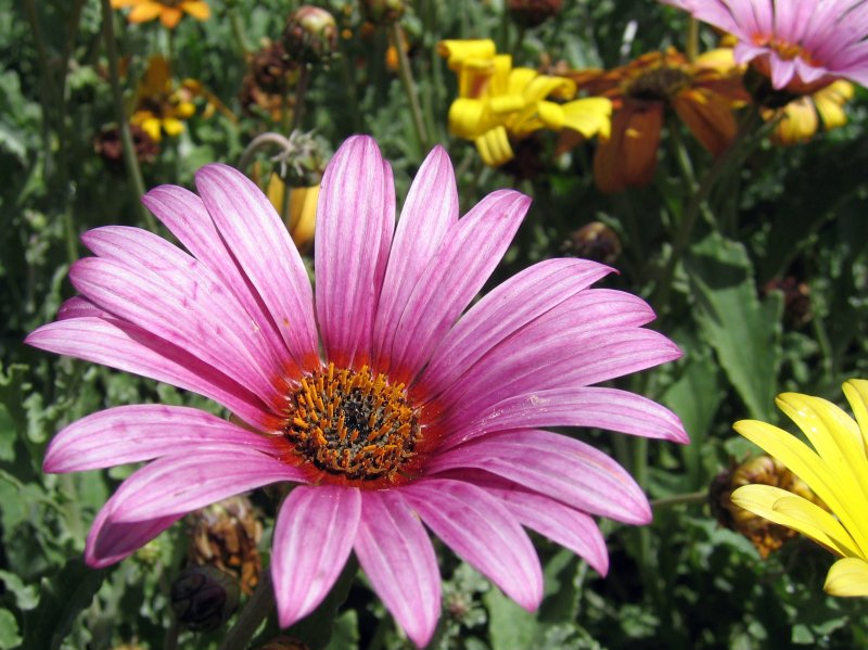 Summer Chrysanthemum | Flowers (FL04-IMG_2383_f.jpg)