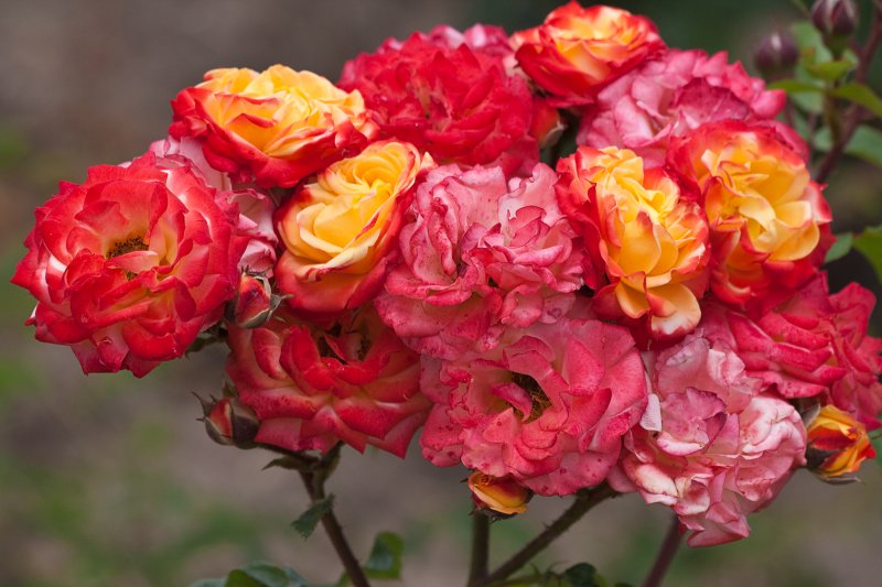 Rumba Roses | Flowers (FL68-IMG_9373_f.jpg)