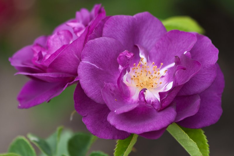 'Rhapsody In Blue' Rose | Flowers (FL72-IMG_9384_f.jpg)