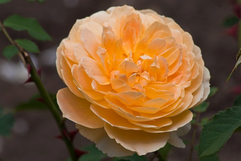 Rose 'Molineux' | Flowers (FL73-IMG_9355_f.jpg)