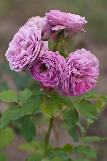 'Lavender Girl' Roses | Flowers (FL76-IMG_9413_f.jpg)