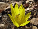 Sternbergia and butterfly