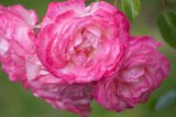 Pink Roses 'Harlechin'