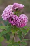 'Lavender Girl' Roses