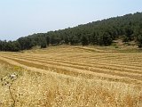 Golden field, Mount Gilboa