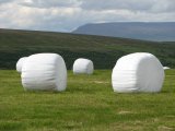 Marshmallow shaped bales of hay, Iceland