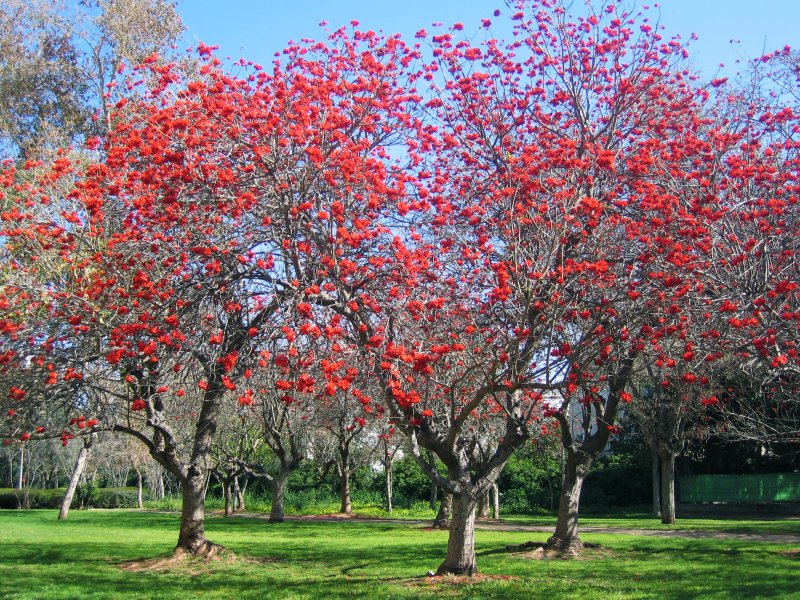 Coral Tree (Erythrina Lysistemon) | Trees (TR05-IMG_1196_f.jpg)