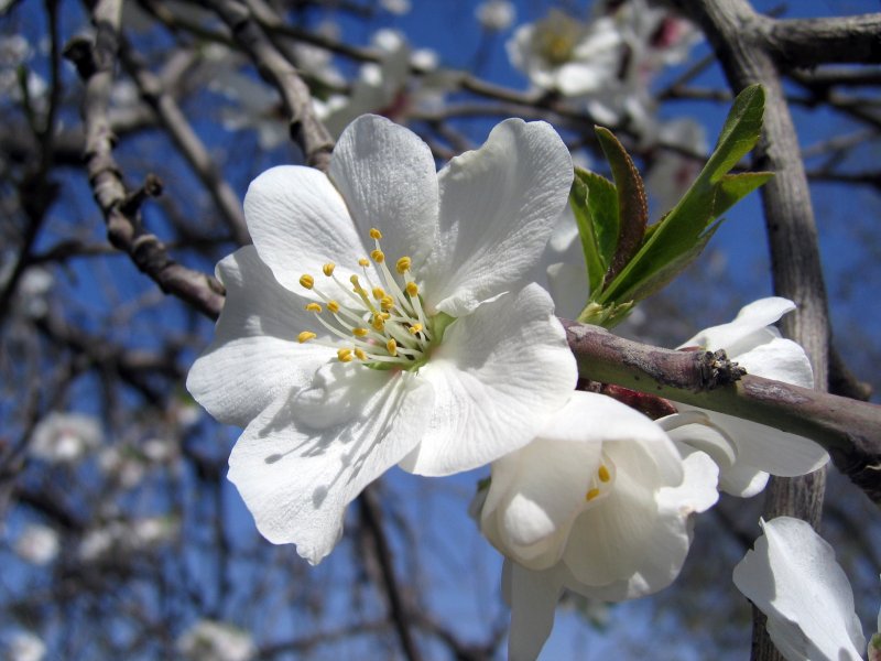Almond tree (Amygdalus Communis) | Trees (TR09-IMG_9730_f.jpg)