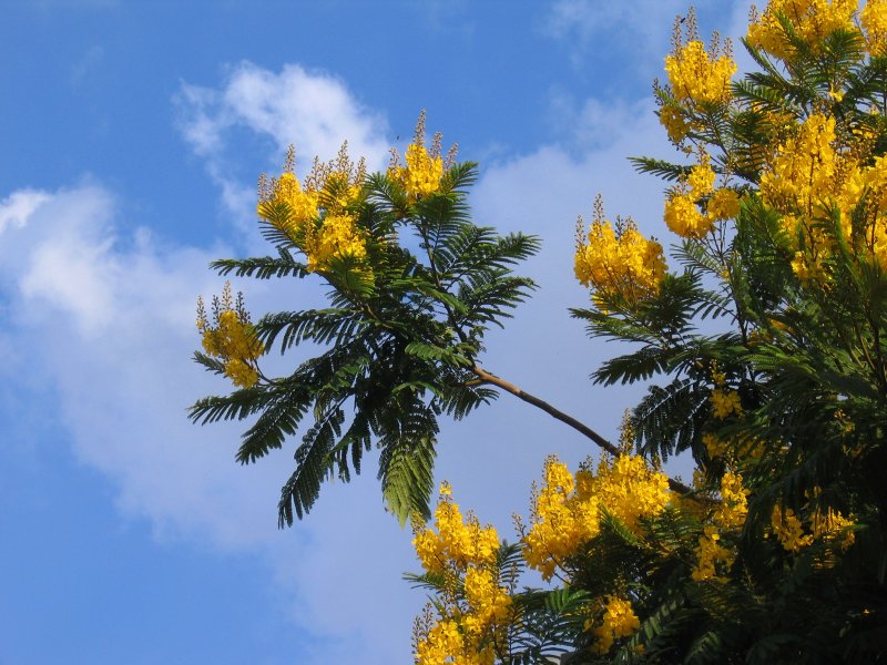 Yellow Poinciana | Trees (TR16-IMG_4973_f.jpg)
