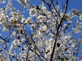 Almond tree (Amygdalus Communis)