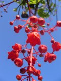 Illawarra Flame Tree (Brachychiton Acerifolius)